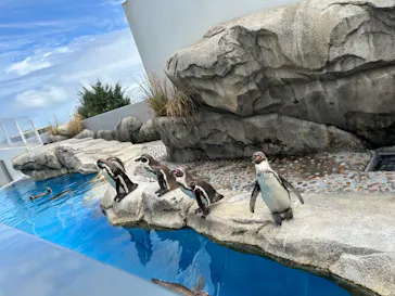 仙台うみの杜水族館に投稿された画像（2023/8/14）