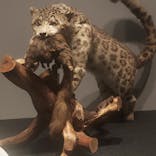 特別展「ネコ」 ～にゃんと！クールなハンターたち～に投稿された画像（2023/8/15）