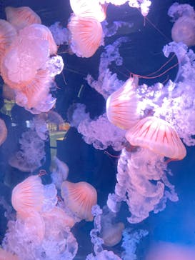 京都水族館に投稿された画像（2023/8/15）