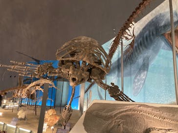 福井県立恐竜博物館に投稿された画像（2023/8/15）