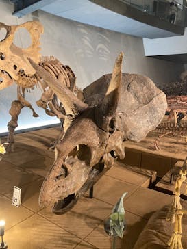 福井県立恐竜博物館に投稿された画像（2023/8/15）