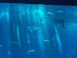 沖縄美ら海水族館に投稿された画像（2023/8/15）
