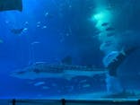 沖縄美ら海水族館に投稿された画像（2023/8/15）