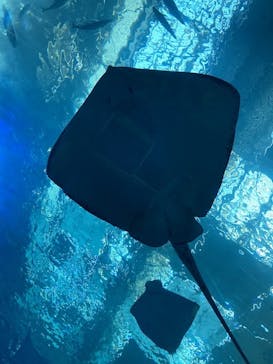 沖縄美ら海水族館に投稿された画像（2023/8/15）