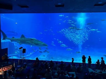 沖縄美ら海水族館に投稿された画像（2023/8/15）