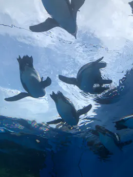 サンシャイン水族館に投稿された画像（2023/8/15）