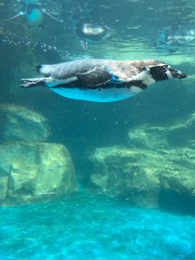 アクアワールド茨城県大洗水族館に投稿された画像（2023/8/15）