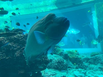 沖縄美ら海水族館に投稿された画像（2023/8/15）