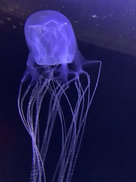 沖縄美ら海水族館に投稿された画像（2023/8/15）