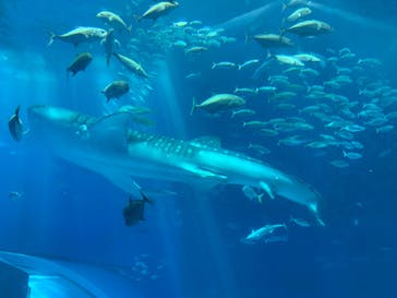 沖縄美ら海水族館に投稿された画像（2023/8/15）