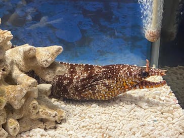 ぶっとんでるいきもの展に投稿された画像（2023/8/15）