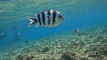 武藤潜水に投稿された画像（2023/8/15）