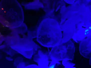 マクセル アクアパーク品川に投稿された画像（2023/8/15）