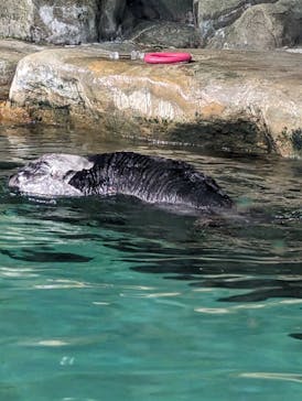 マリンワールド海の中道に投稿された画像（2023/8/15）