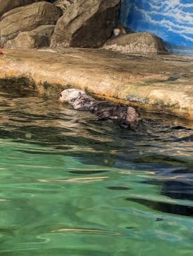 マリンワールド海の中道に投稿された画像（2023/8/15）