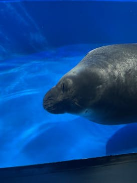 サンシャイン水族館に投稿された画像（2023/8/15）