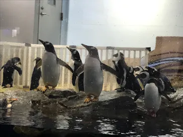 マクセル アクアパーク品川に投稿された画像（2023/8/15）