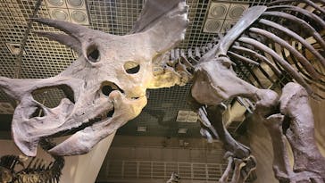 国立科学博物館に投稿された画像（2023/8/15）