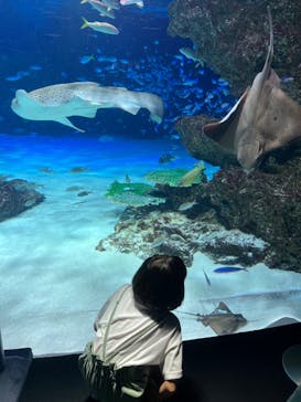 サンシャイン水族館に投稿された画像（2023/8/15）