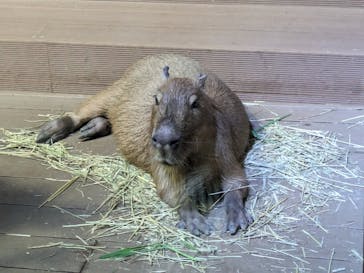カワスイ 川崎⽔族館に投稿された画像（2023/8/15）