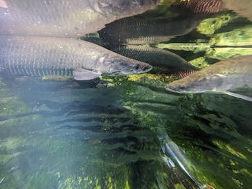 カワスイ 川崎⽔族館に投稿された画像（2023/8/15）