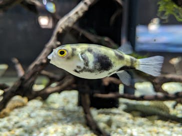 カワスイ 川崎⽔族館に投稿された画像（2023/8/15）