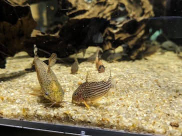 カワスイ 川崎⽔族館に投稿された画像（2023/8/15）