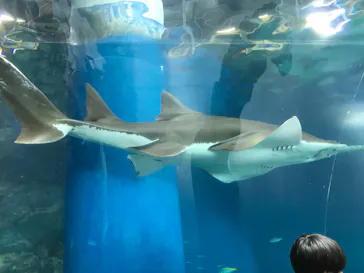 マクセル アクアパーク品川に投稿された画像（2023/8/15）