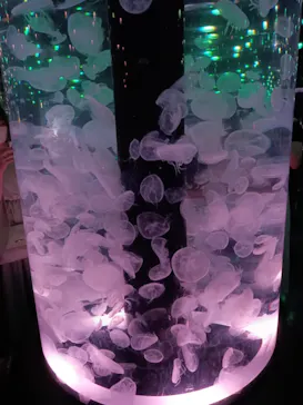 マクセル アクアパーク品川に投稿された画像（2023/8/15）