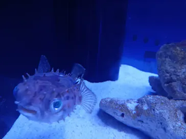 マクセル アクアパーク品川に投稿された画像（2023/8/15）