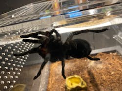 昆虫最強王図鑑展に投稿された画像（2023/8/15）