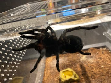 昆虫最強王図鑑展に投稿された画像（2023/8/15）