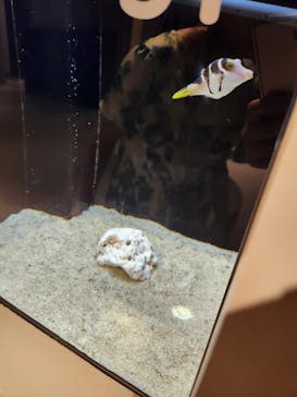 横浜開運水族館 フォーチュンアクアリウムに投稿された画像（2023/8/15）