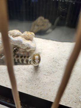 横浜開運水族館 フォーチュンアクアリウムに投稿された画像（2023/8/15）