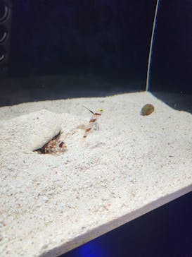 横浜開運水族館 フォーチュンアクアリウムに投稿された画像（2023/8/15）