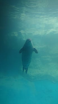 大分マリーンパレス水族館 「うみたまご」に投稿された画像（2023/8/15）