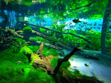 カワスイ 川崎⽔族館に投稿された画像（2023/8/14）