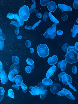 すみだ水族館に投稿された画像（2023/8/15）