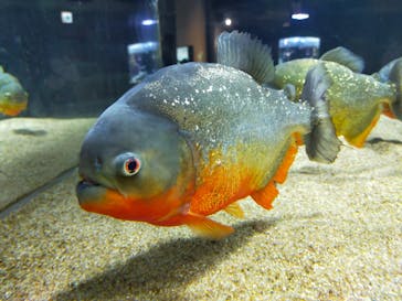 カワスイ 川崎⽔族館に投稿された画像（2023/8/14）