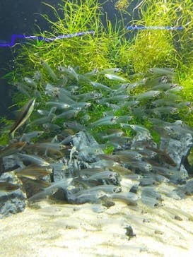 カワスイ 川崎⽔族館に投稿された画像（2023/8/14）