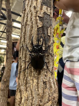 JOYPOLIS 特別イベントスペースに投稿された画像（2023/8/15）