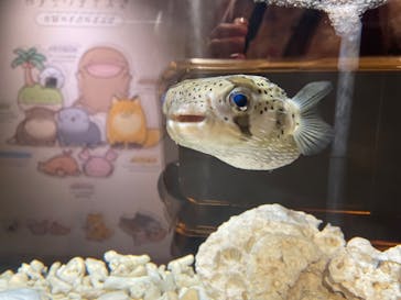 しながわ水族館に投稿された画像（2023/8/15）