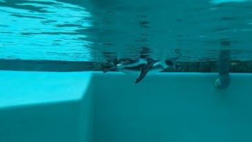 下田海中水族館に投稿された画像（2023/8/15）