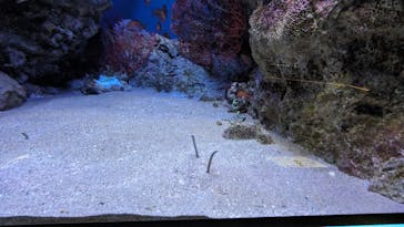 下田海中水族館に投稿された画像（2023/8/15）