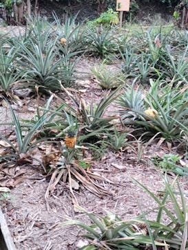 おきなわワールドに投稿された画像（2023/8/15）