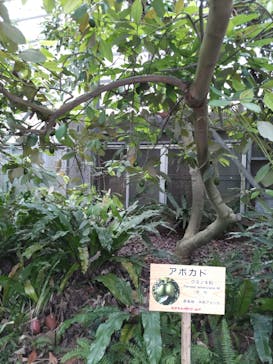 おきなわワールドに投稿された画像（2023/8/15）