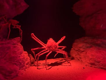 伊豆・三津シーパラダイスに投稿された画像（2023/8/15）