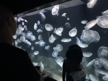 伊豆・三津シーパラダイスに投稿された画像（2023/8/15）