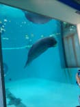 沖縄美ら海水族館に投稿された画像（2023/8/15）