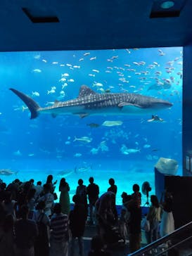 沖縄美ら海水族館に投稿された画像（2023/8/15）